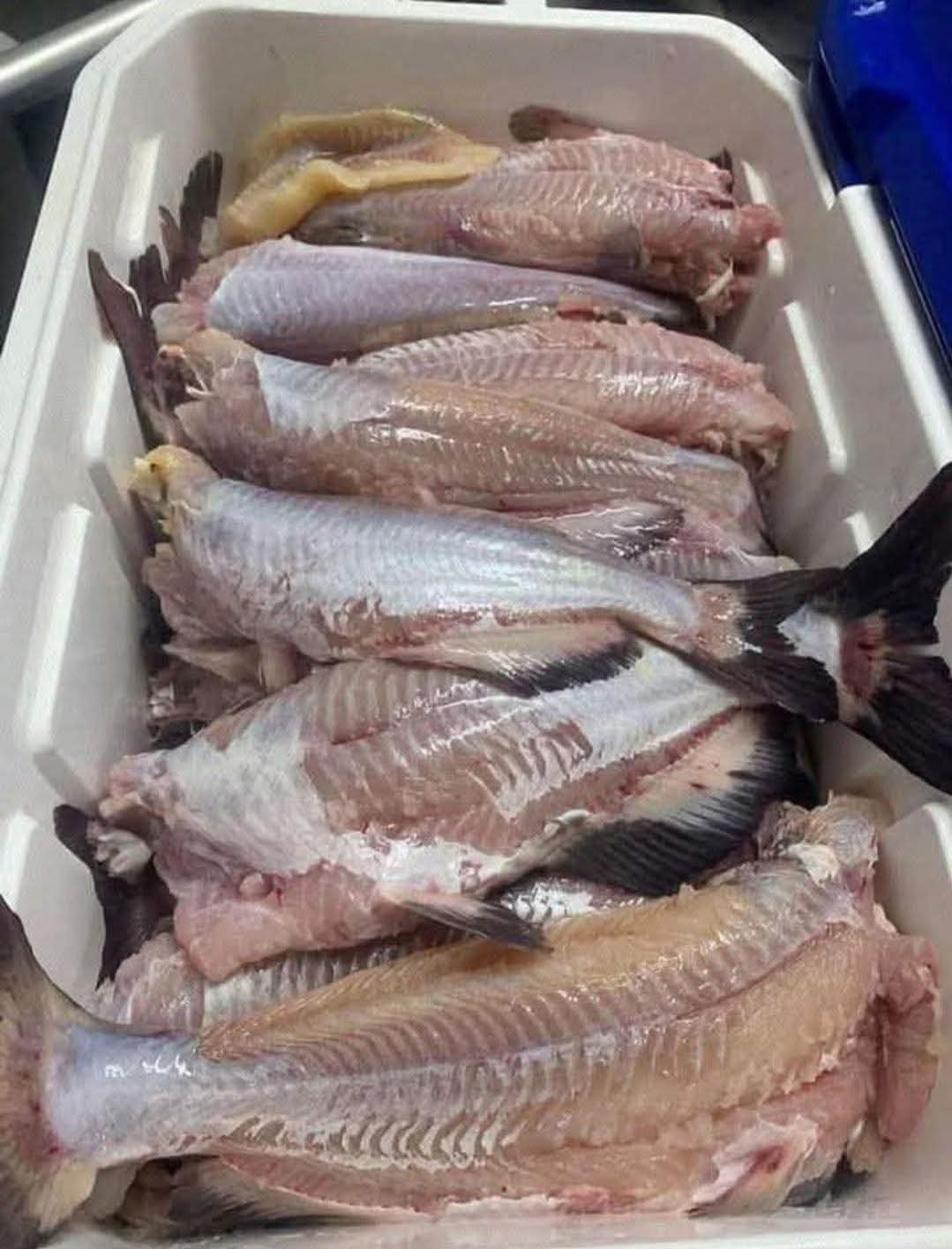 FB_IMG_1763526843541